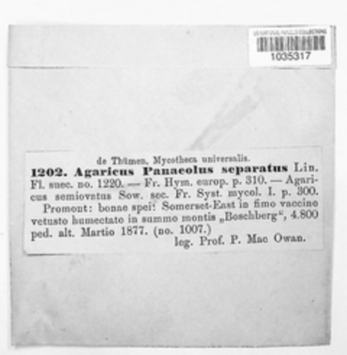 Lepista panaeolus image